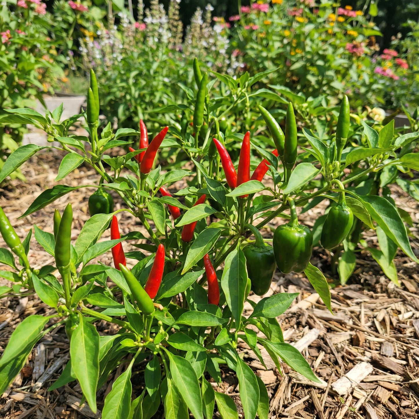 Transform Your Garden with Thai Dragon Peppers - Seeds for Authentic Spice