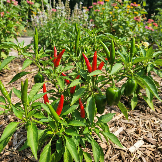 Transform Your Garden with Thai Dragon Peppers - Seeds for Authentic Spice