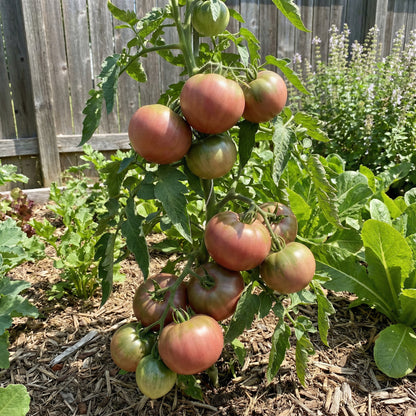 Cherokee Vegetable Seeds for Planting