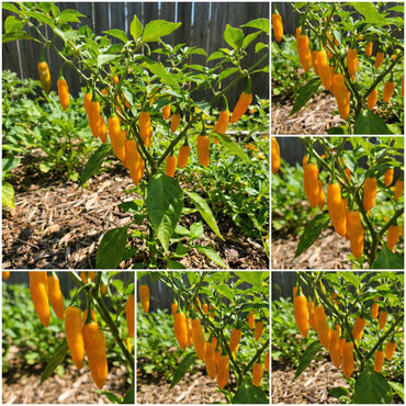 Aji Mango Chile Pepper Seeds for Planting