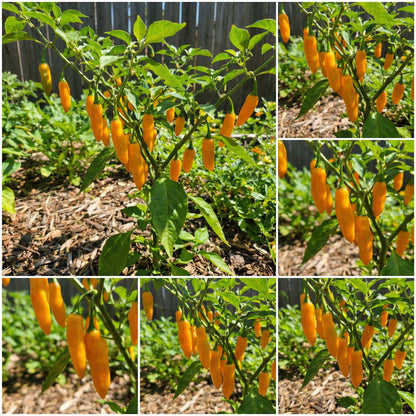 Aji Mango Chile Pepper Seeds for Planting