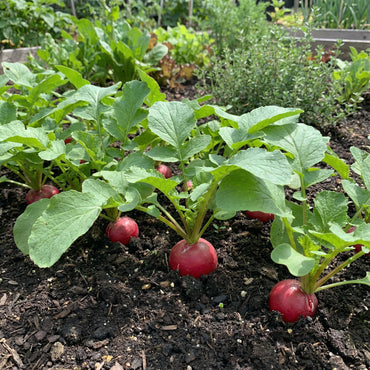 Rapid Yield Radish Seeds, Planting