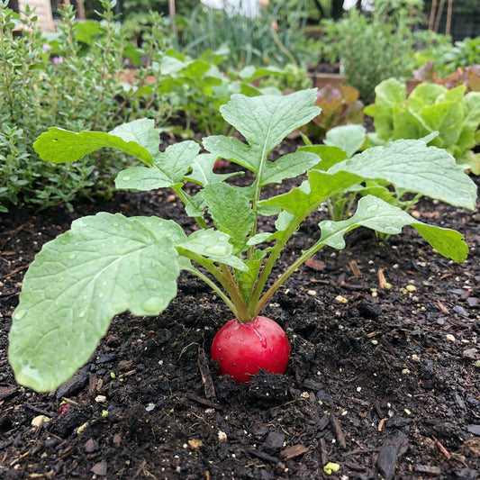Rapid Yield Radish Seeds, Planting