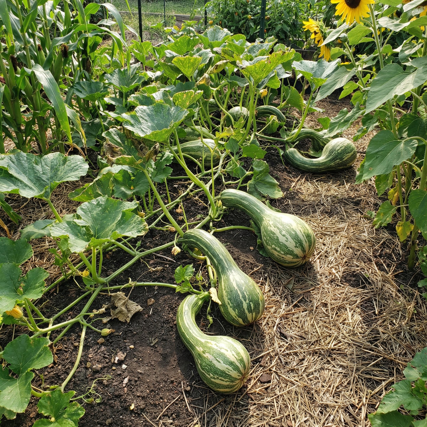 Cushaw Pumpkin Seeds for Easy Planting