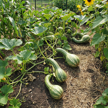 Cushaw Pumpkin Seeds for Easy Planting