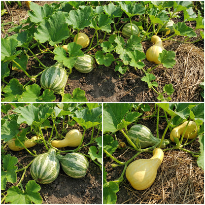 Cushaw Pumpkin Seeds for Easy Planting