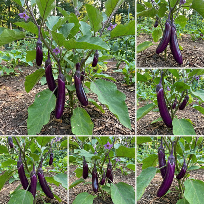 Millionaire Purple Eggplant Seeds for Planting Grow Delicious Eggplants in Your Garden