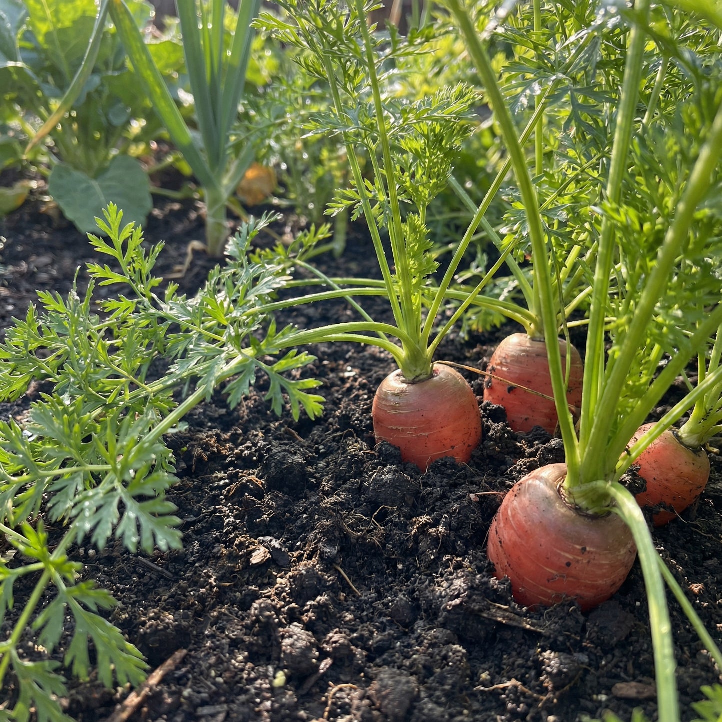 Premium Parisian Carrot Seeds Ideal for Planting