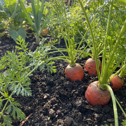 Premium Parisian Carrot Seeds Ideal for Planting