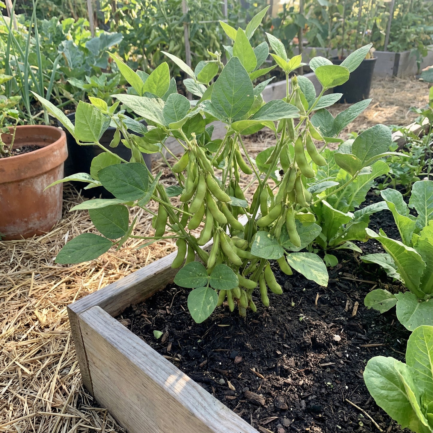 Edamame Vegetable Seeds - Easy Planting for Home Gardens