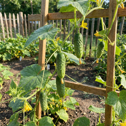 Cucumber Gherkin Seeds for Easy Planting
