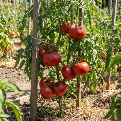 Cosmonaut Volkov Heirloom Tomato Seeds for Spring Planting | Flavorful, Early Harvest