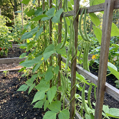 Blue Lake Pole Bean Seeds for Planting