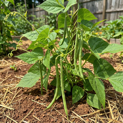Blue Lake Pole Bean Seeds for Planting