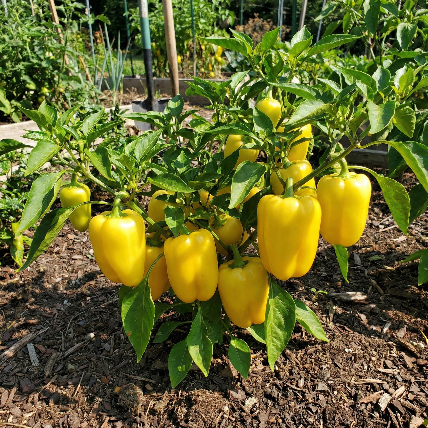 Yellow Bedder Pepper Planting Seeds