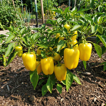 Yellow Bedder Pepper Planting Seeds