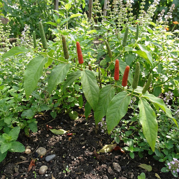 Longum Pepper Vegetable Seeds for Easy Planting