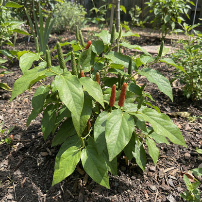 Longum Pepper Vegetable Seeds for Easy Planting