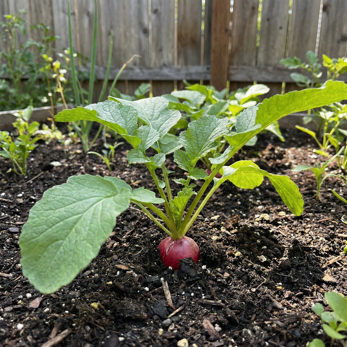 Radish Vegetable Seeds for Home Planting