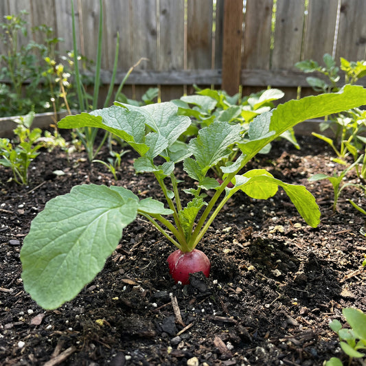 Radish Vegetable Seeds for Home Planting