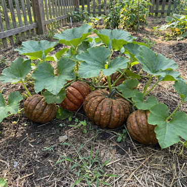 Futsu Squash Seeds: Perfect for Planting