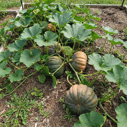 Futsu Squash Seeds: Perfect for Planting