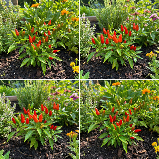 Pequin Chili Seeds for Planting - Vegetable Garden Starter