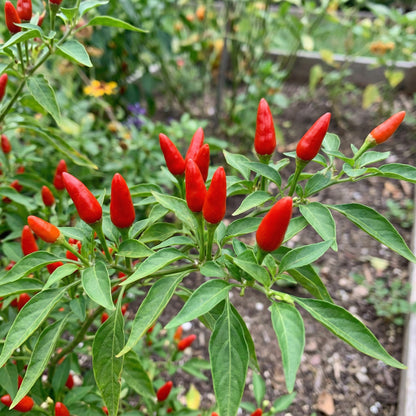 Pequin Chili Seeds for Planting - Vegetable Garden Starter
