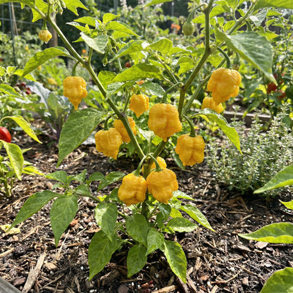 Yellow Brain Strain Pepper Planting Seeds