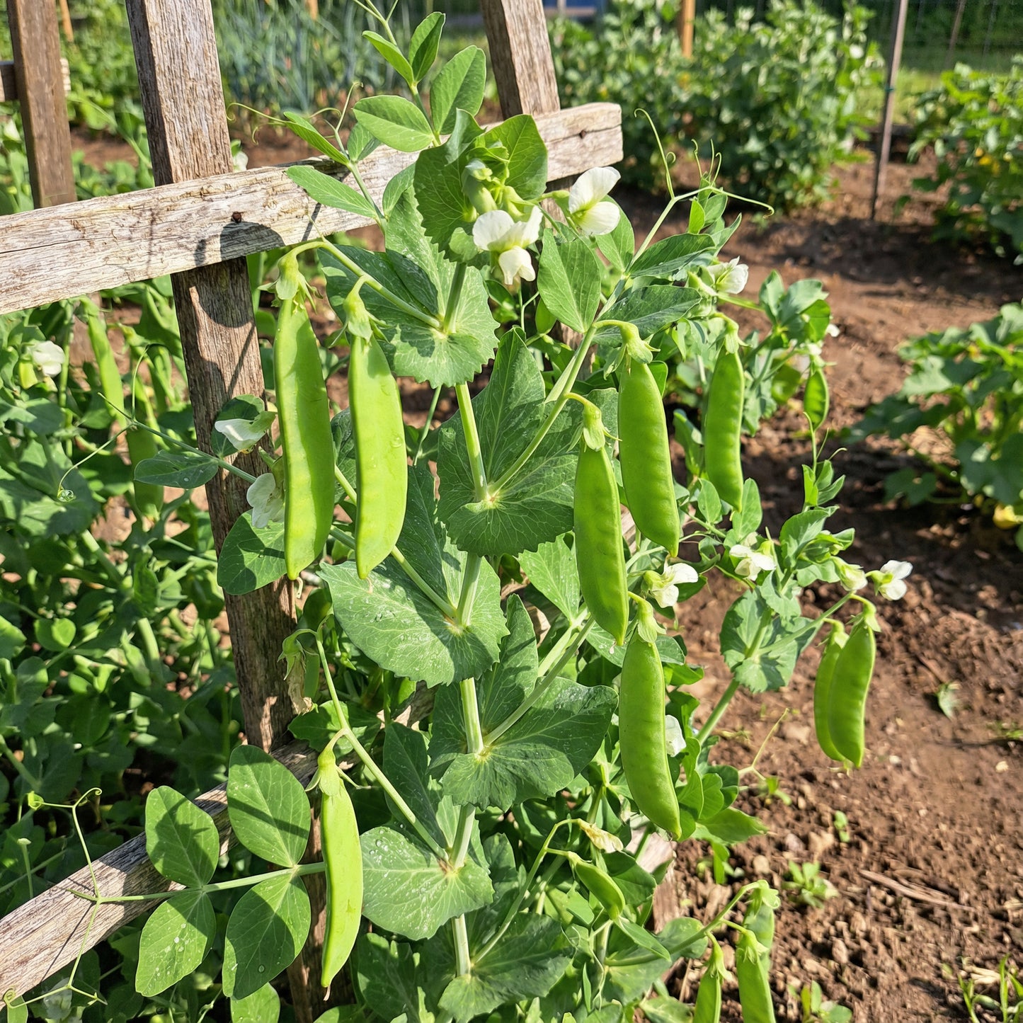 Oregon Sugar Pod Pea Seeds for Planting - Crisp and Sweet Edible Pods