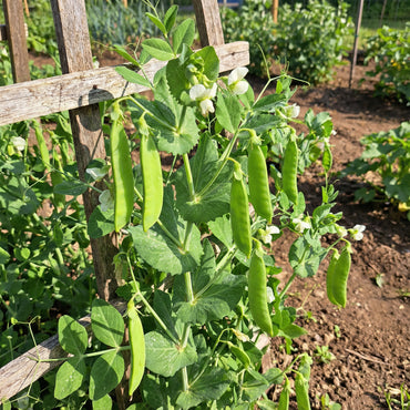 Oregon Sugar Pod Pea Seeds for Planting - Crisp and Sweet Edible Pods