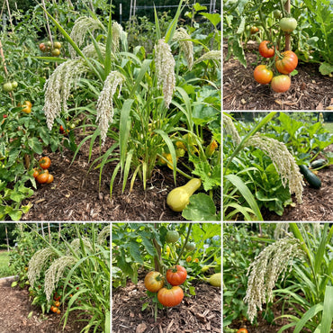 White Proso Millet Planting Seeds for Thriving Gardens and Sustainable Agriculture