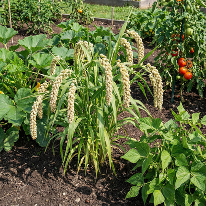White Proso Millet Planting Seeds for Thriving Gardens and Sustainable Agriculture