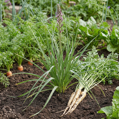 Salsify Vegetable Planting Seeds for Your Garden