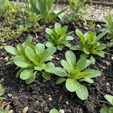 Lamb's Lettuce Vegetable Seeds Planting Made Simple