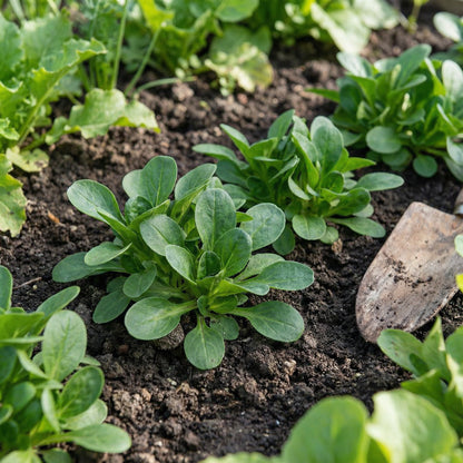 Lamb's Lettuce Vegetable Seeds Planting Made Simple