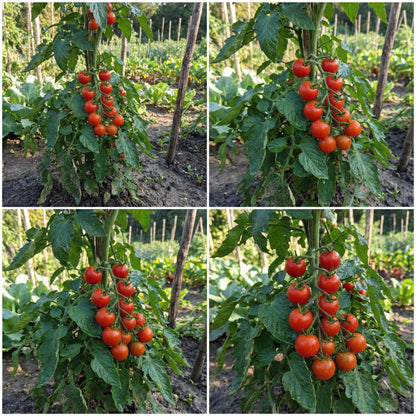 Birdie Rouge Tomato Seeds for Planting High-Quality Heirloom Tomato Seeds