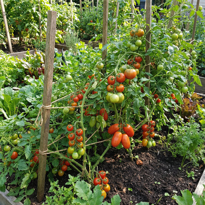 Mixed Tomato Planting Seeds Collection
