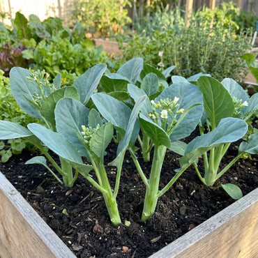 Gailan Vegetable Seeds for Planting