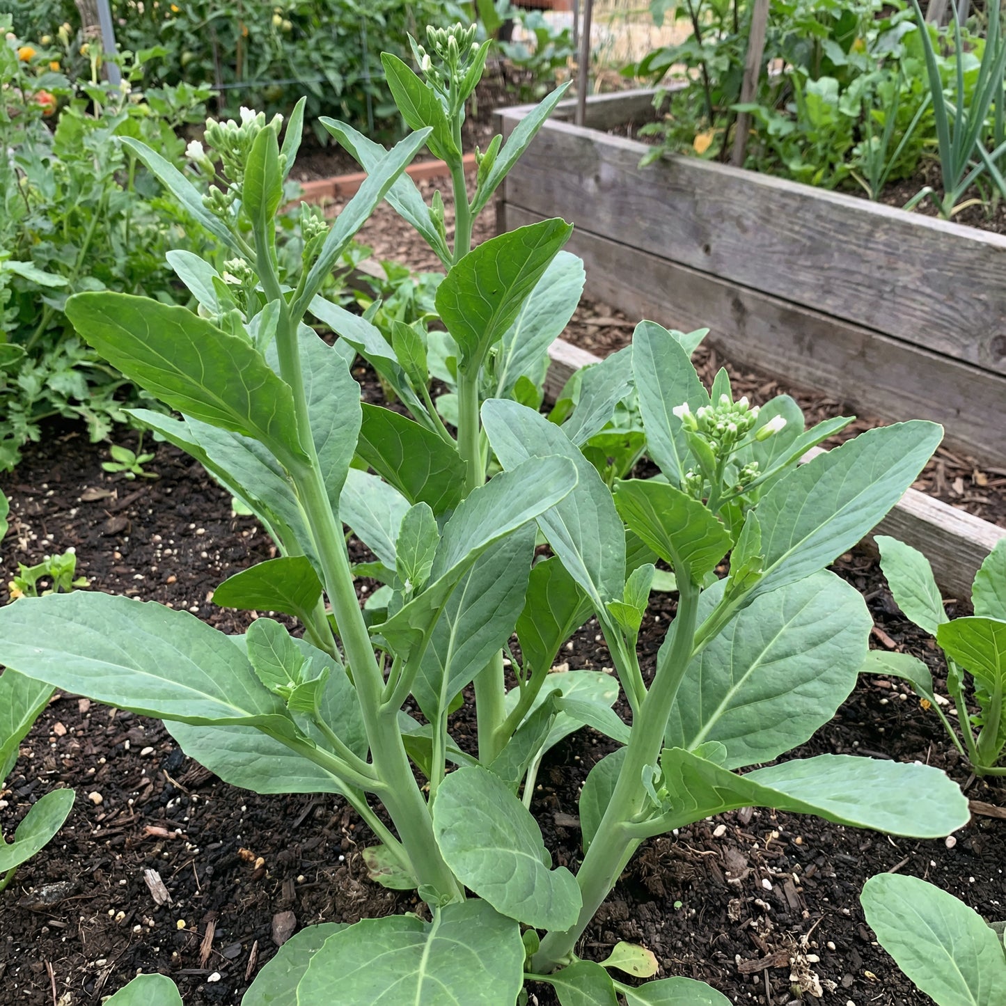 Gailan Vegetable Seeds for Planting