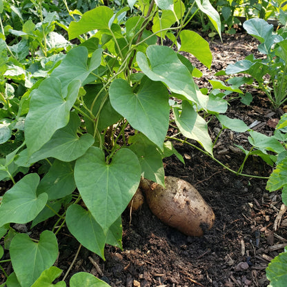 Yam Vegetable Seeds for Home Gardening