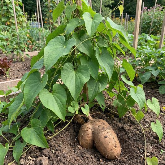 Yam Vegetable Seeds for Home Gardening