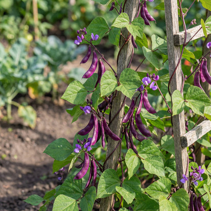 Hyacinth Bean Vegetable Seeds for Planting