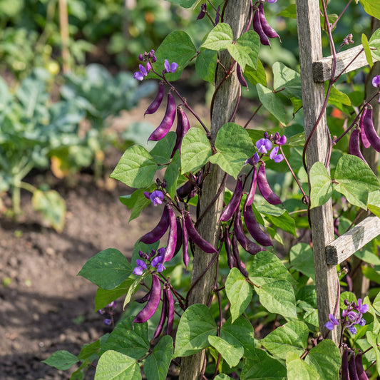 Hyacinth Bean Vegetable Seeds for Planting