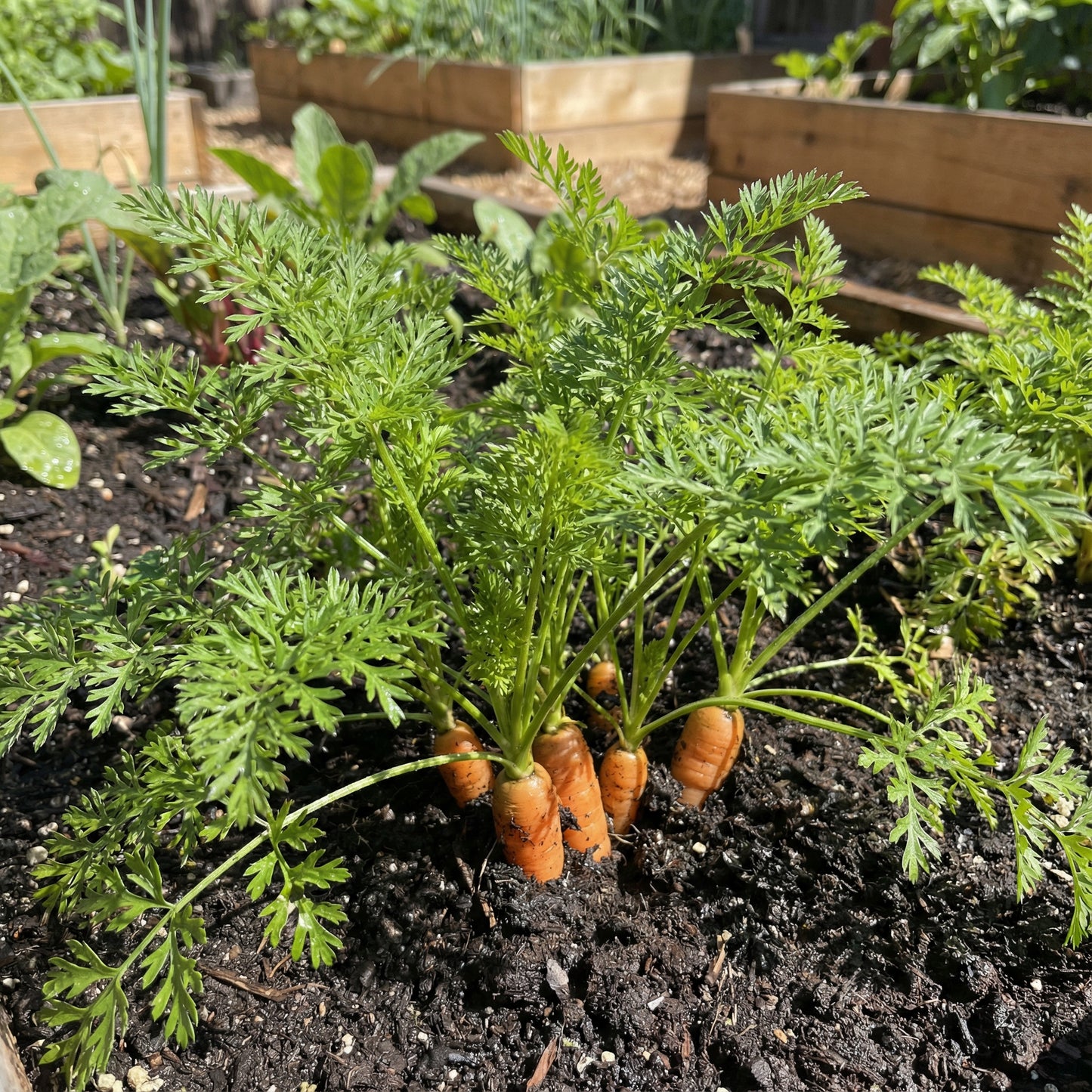 Premium Little Finger Carrot Seeds for Planting Ideal for Small Gardens