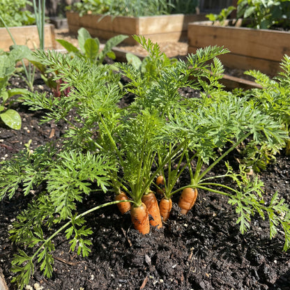 Premium Little Finger Carrot Seeds for Planting Ideal for Small Gardens