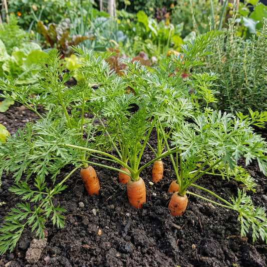 Premium Little Finger Carrot Seeds for Planting Ideal for Small Gardens