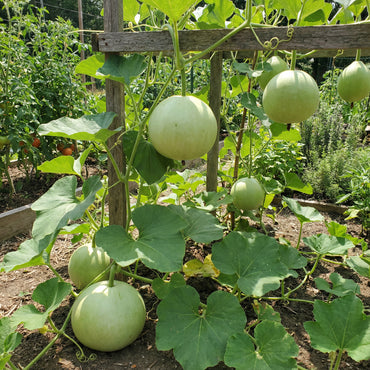 Round Bottle Gourd Vegetable Planting Seeds