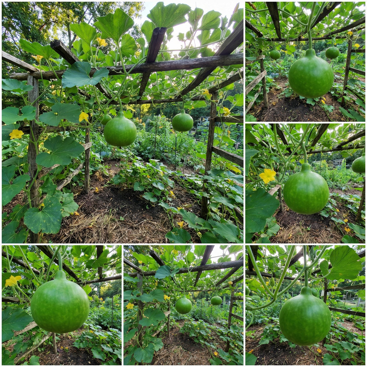 Round Bottle Gourd Vegetable Planting Seeds