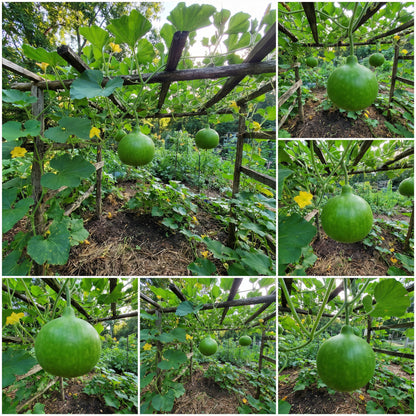 Round Bottle Gourd Vegetable Planting Seeds